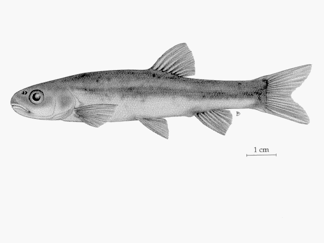 Margariscus margarita (Cope, 1867)